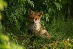 fox-3414482_1280